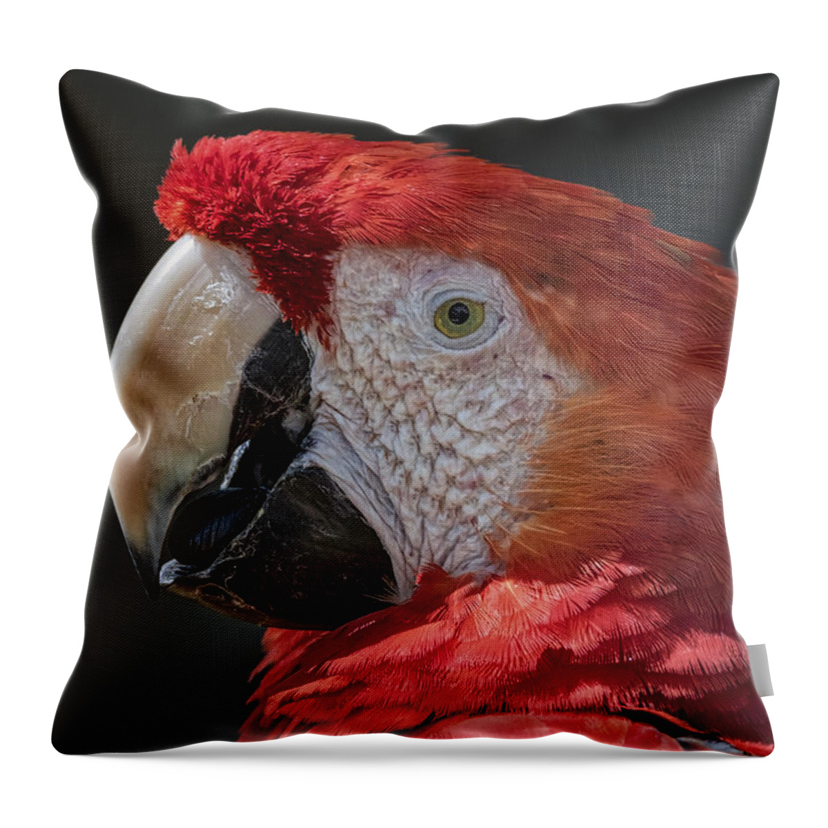 Macaw Parrot Throw Pillow featuring the photograph Scarlet Macaw Portrait by Mitch Shindelbower