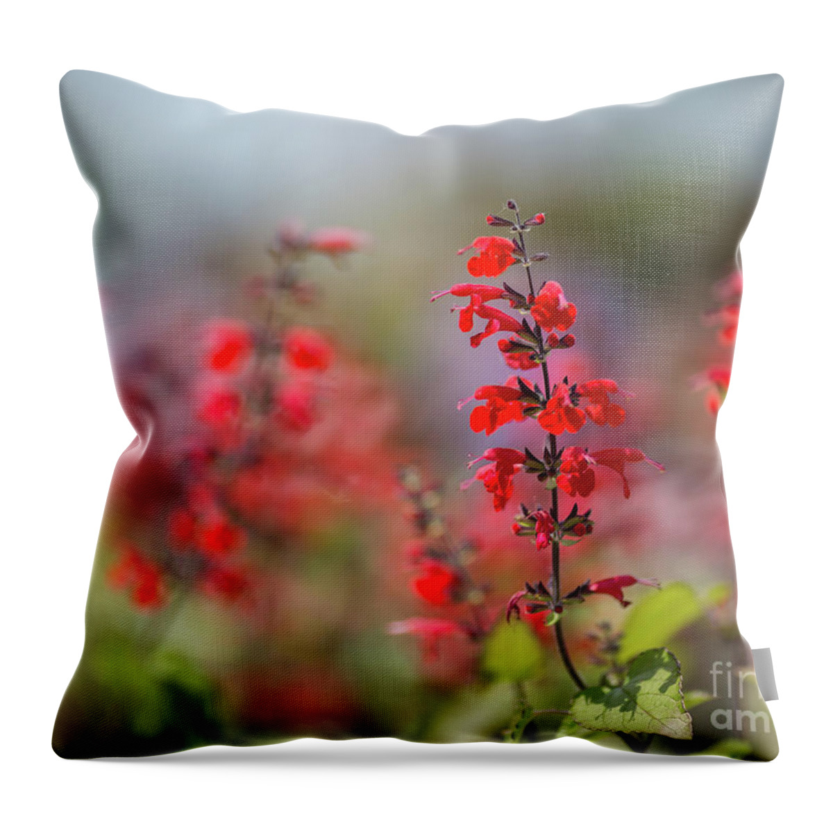 Scarlet Sage Throw Pillow featuring the photograph Scarlet Sage by Eva Lechner