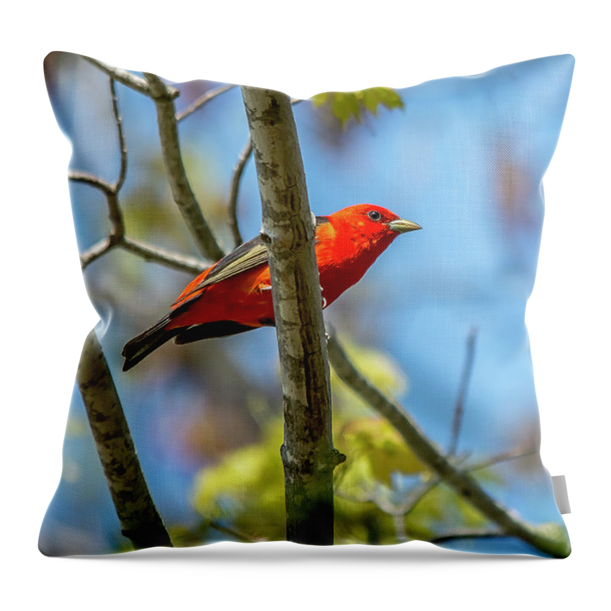 Cheryl Baxter Photography Throw Pillow featuring the photograph Scarlet Tanager Under a Blue Sky by Cheryl Baxter
