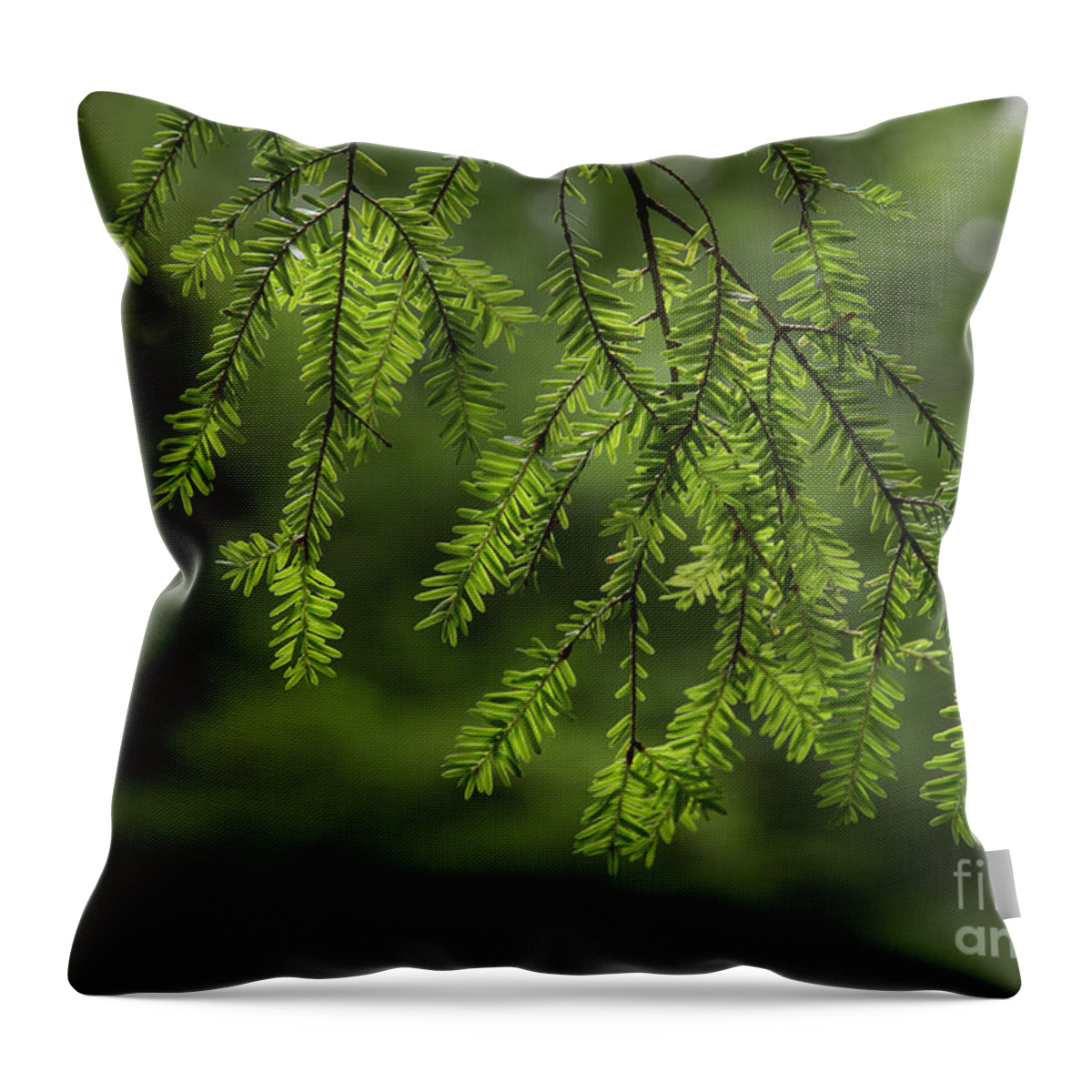 Pine Throw Pillow featuring the photograph Scents Of Summer by Mike Eingle