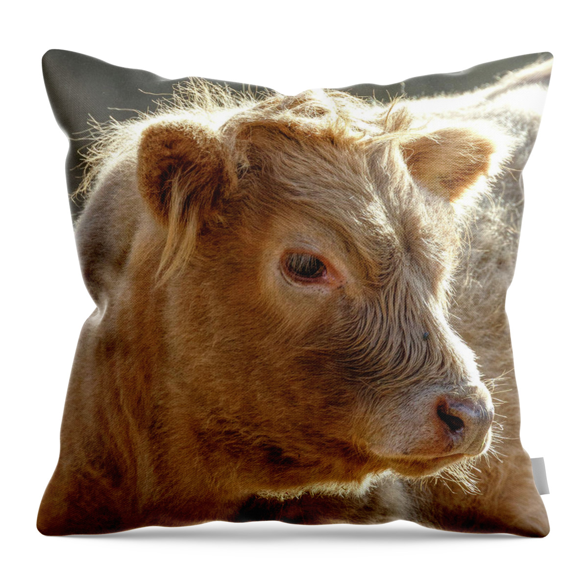 Scottish Highland Calf Throw Pillow featuring the photograph Scottish Highland Calf by Wes and Dotty Weber