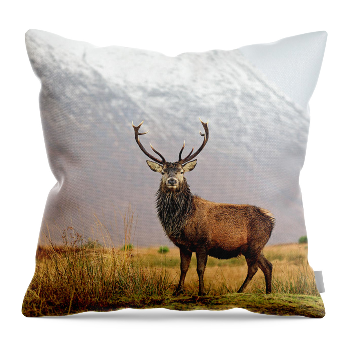 Stag Throw Pillow featuring the photograph Scottish Red Deer Stag - Glencoe-2 by Grant Glendinning