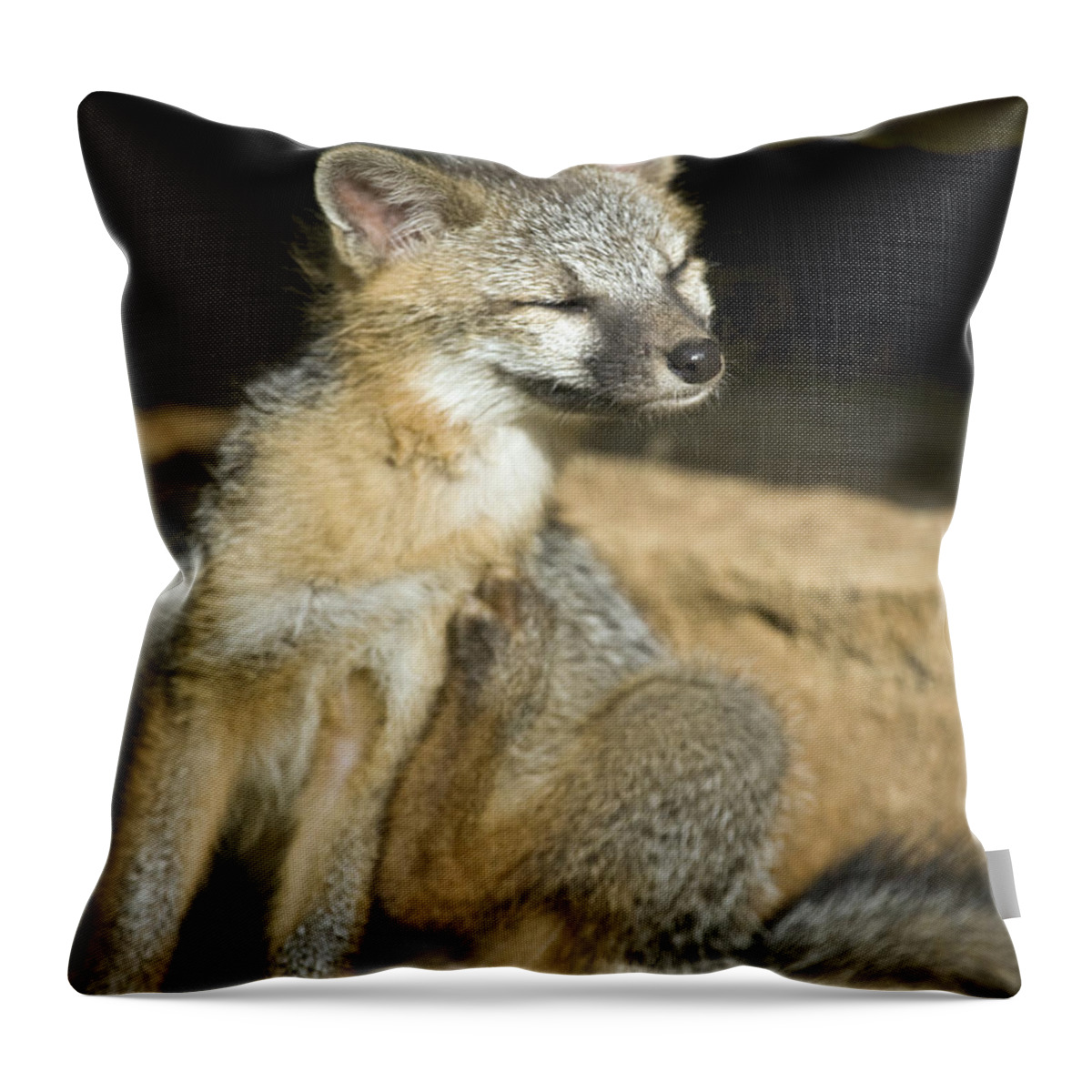 Gray Fox Throw Pillow featuring the photograph Scratching Gray Fox by Michael Dougherty