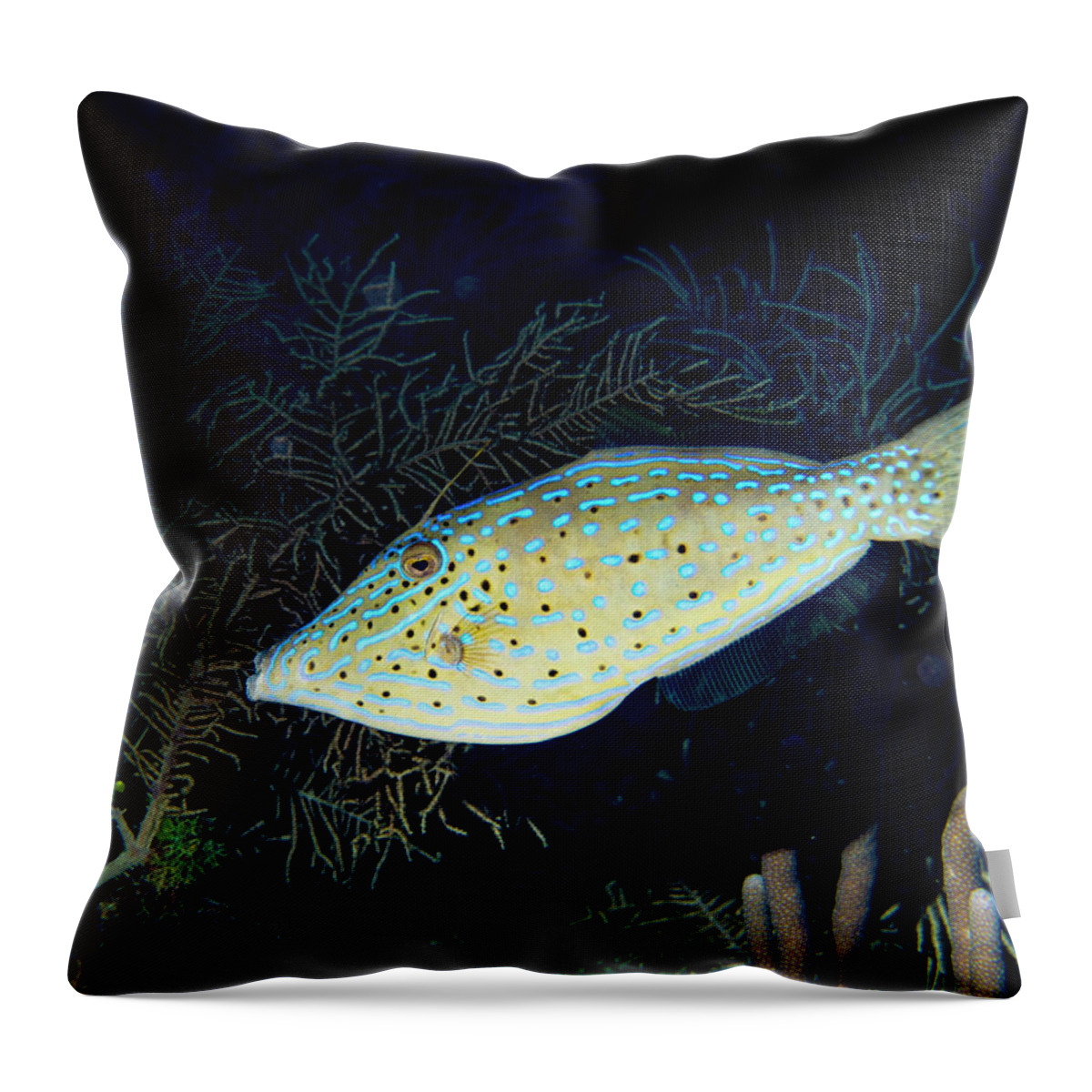 Jean Noren Throw Pillow featuring the photograph Scrawled Filefish by Jean Noren