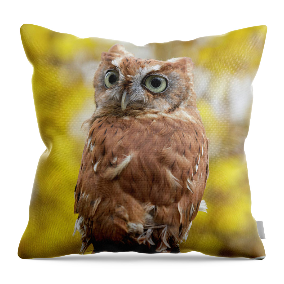 Screech Owl Throw Pillow featuring the photograph Screech Owl 1 by Chris Scroggins