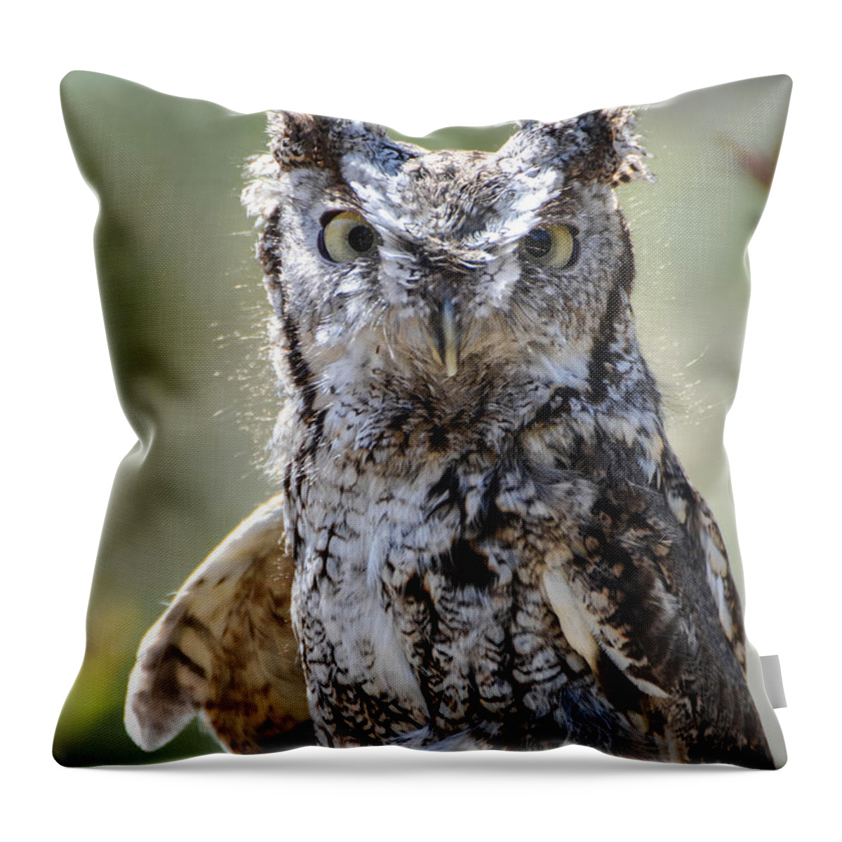 Owl Throw Pillow featuring the photograph Screech Owl by Amy Porter