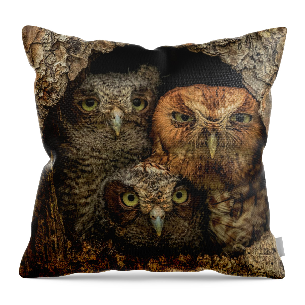 Easternscreechowl Throw Pillow featuring the photograph Screech Owl Family by Justin Battles