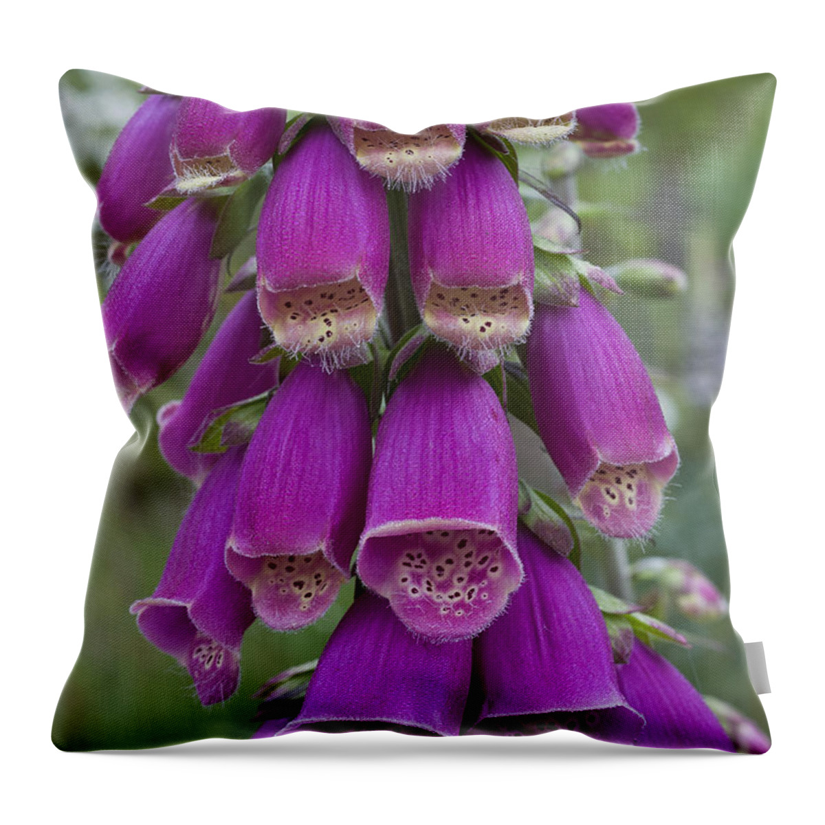 Astoria Throw Pillow featuring the photograph Scruffy Foxglove  by Robert Potts