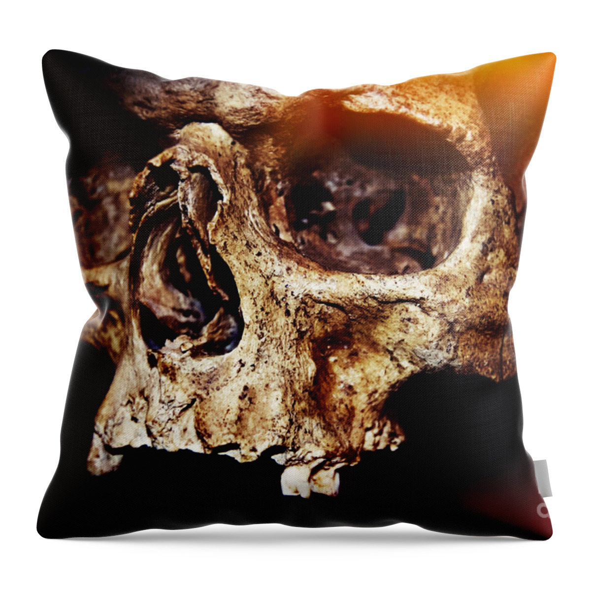 Halloween Throw Pillow featuring the photograph Skull #2 by Iryna Liveoak