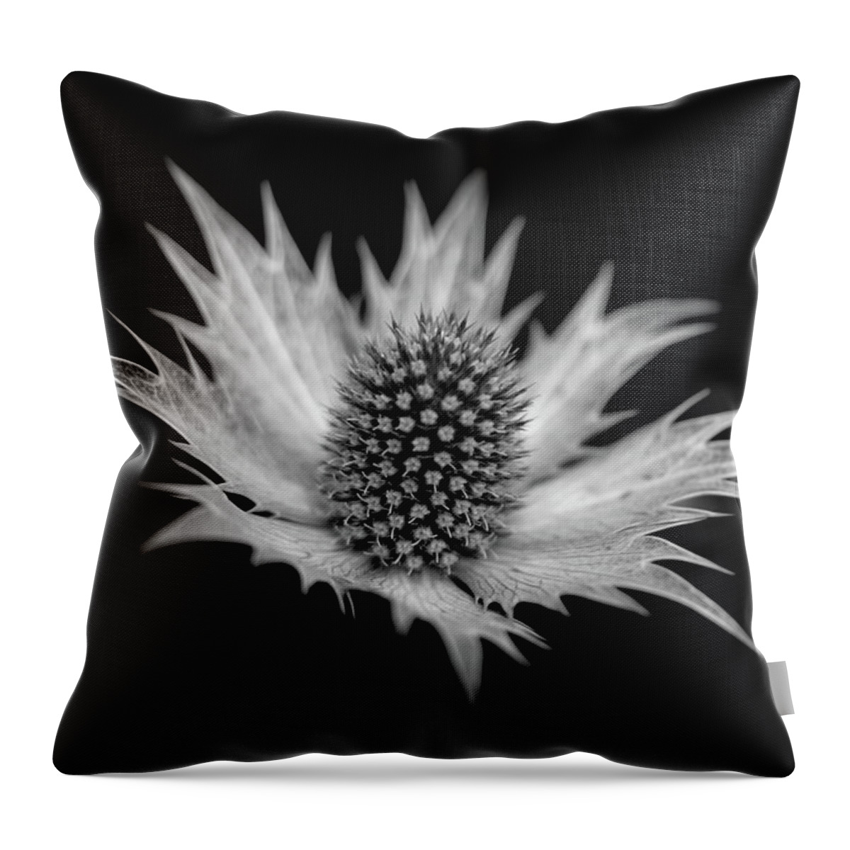 Sea Holly Erngynium Throw Pillow featuring the photograph Sea Holly by Ian Sanders
