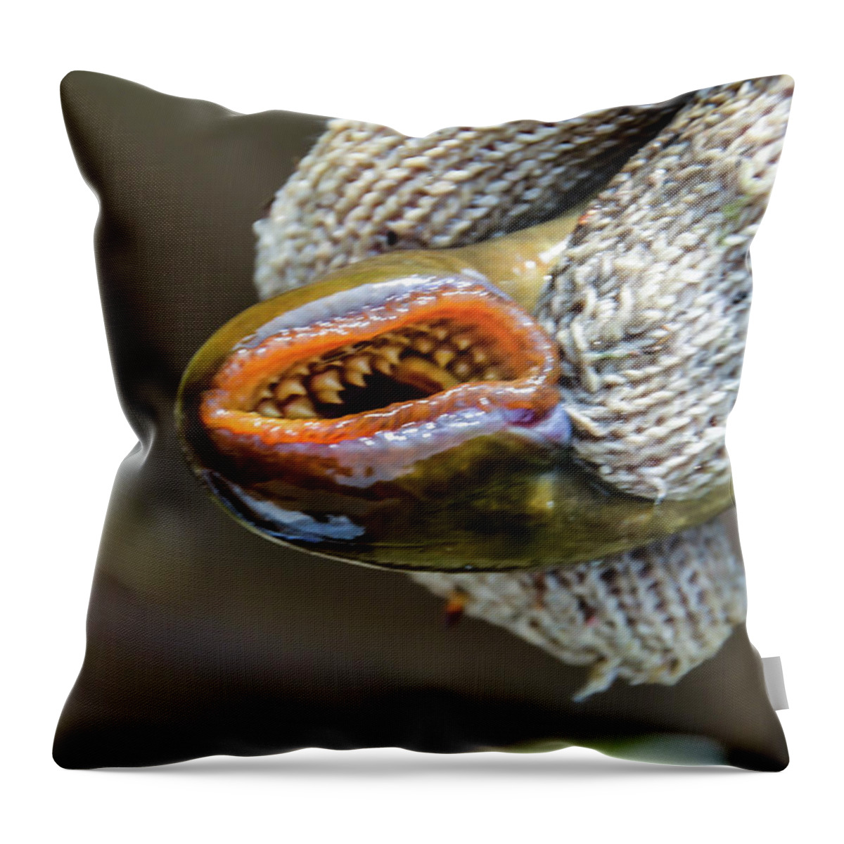 Sea Lamprey Throw Pillow featuring the photograph Sea Lamprey by Randy J Heath