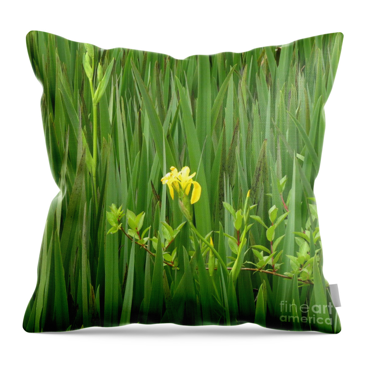 Yellow Iris Throw Pillow featuring the photograph Sea of Green by Anita Adams
