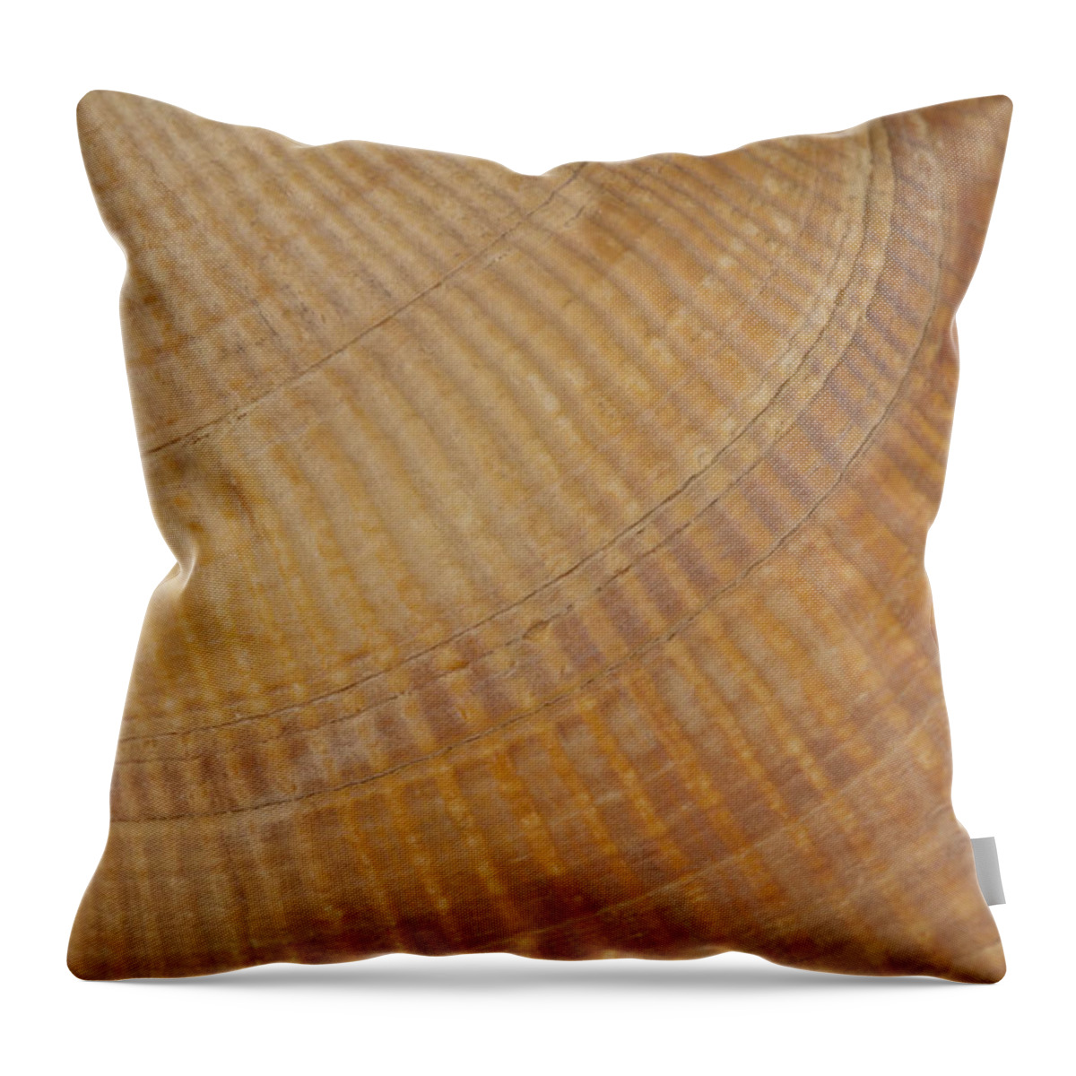 Scallop Sea Shell Throw Pillow featuring the photograph Sea Shell Macro by Sandra Foster