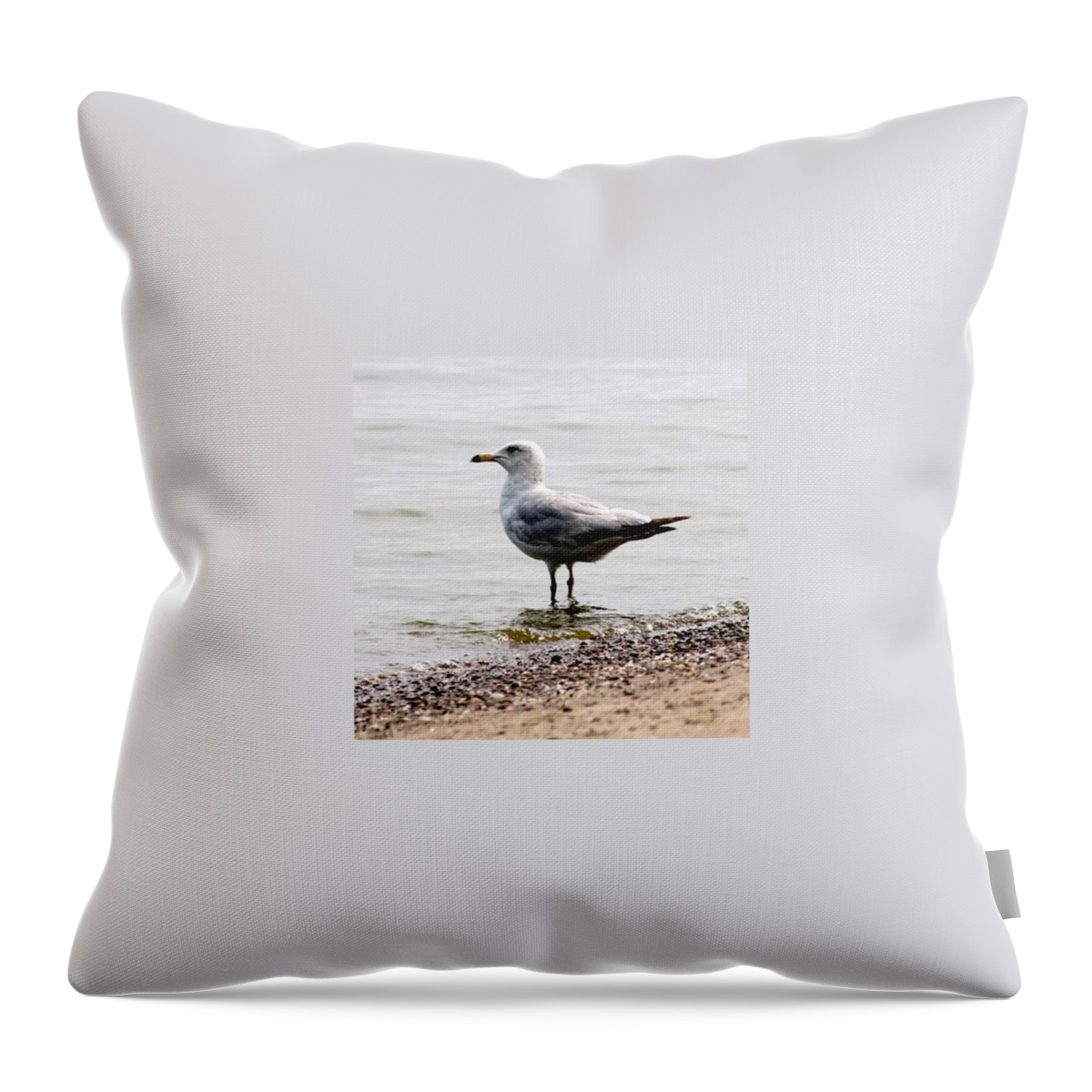 Water Throw Pillow featuring the photograph Seagull at Durand by Justin Connor
