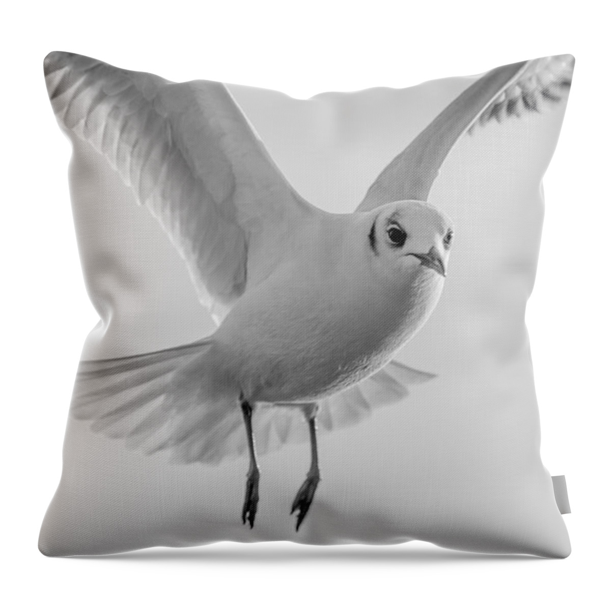Seagull Throw Pillow featuring the photograph Seagull in the sky by Gyorgy Kotorman