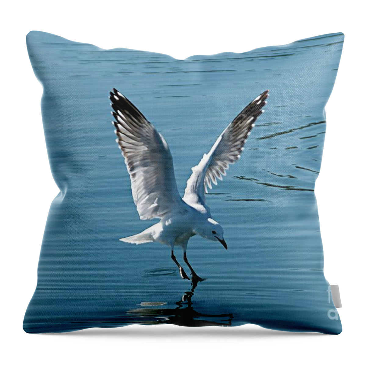 Australia Throw Pillow featuring the photograph Seagull Landing with Water Reflections. by Geoff Childs
