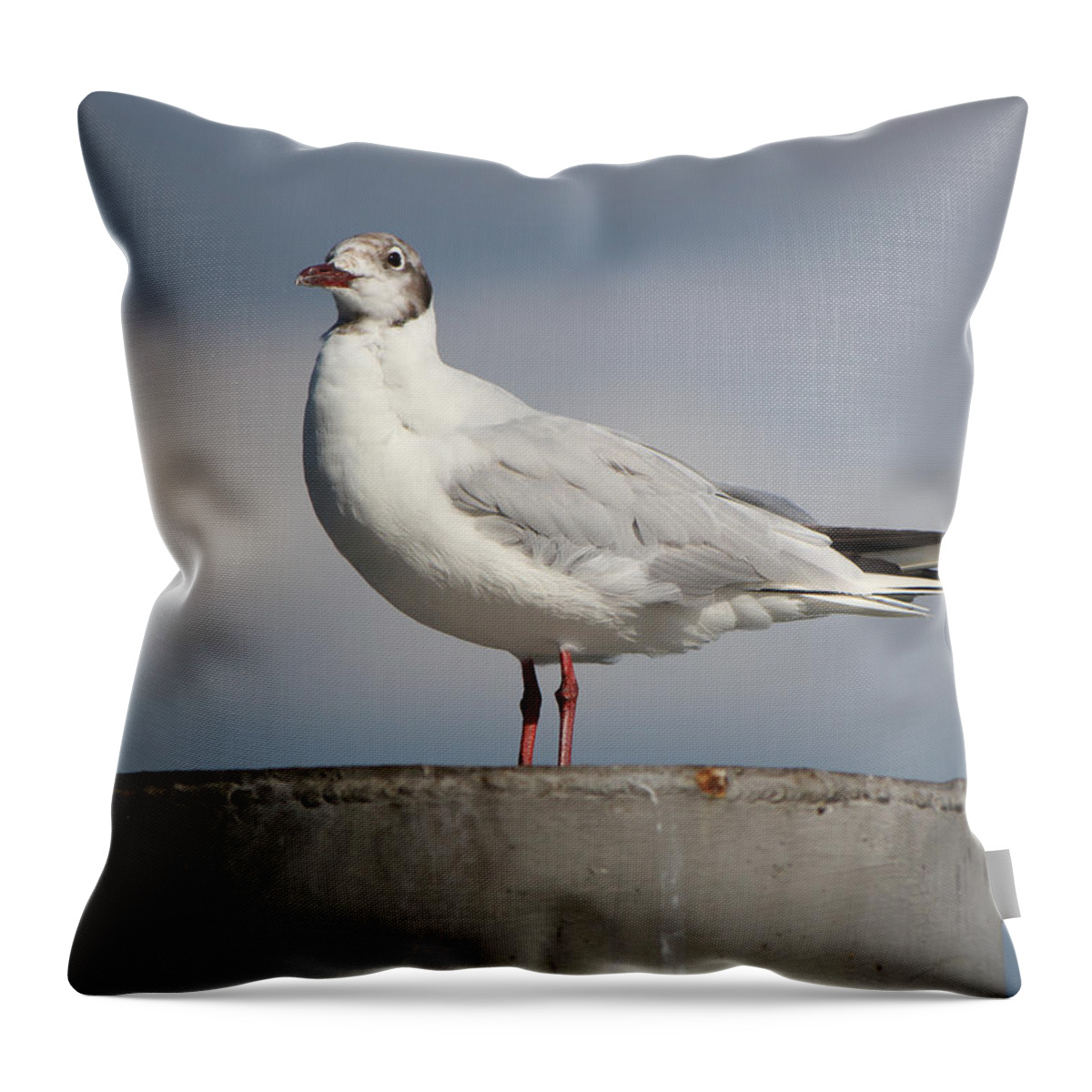 Animal Throw Pillow featuring the photograph Seagull on a post by Elenarts - Elena Duvernay photo