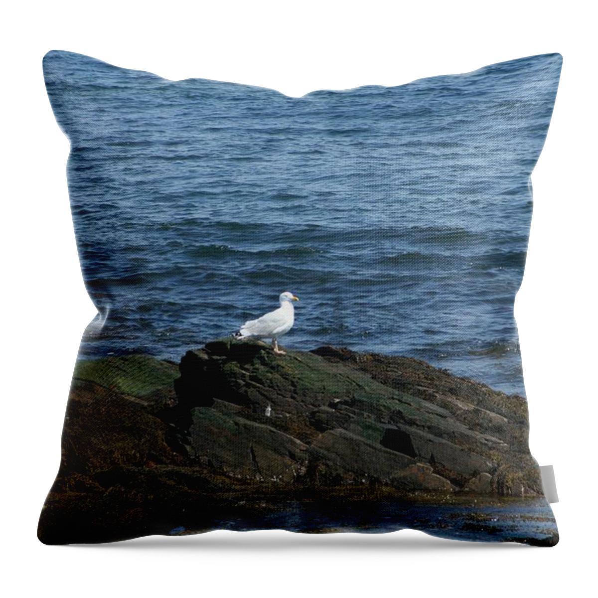 Photography Throw Pillow featuring the digital art Seagull on the Rocks by Barbara S Nickerson
