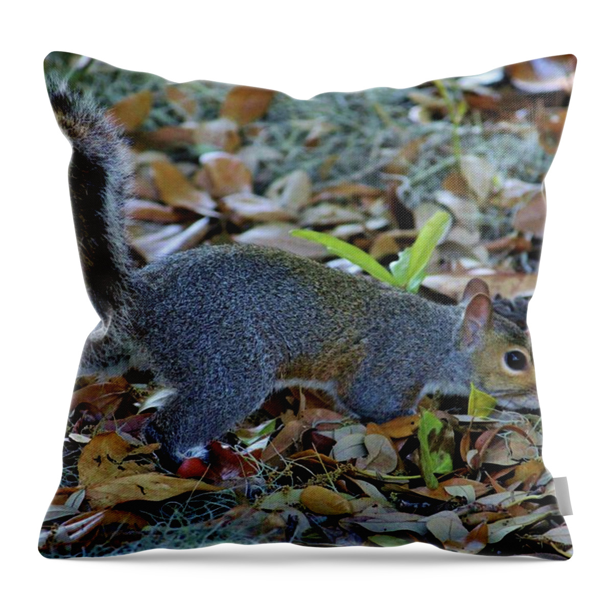 Wild Animal Throw Pillow featuring the photograph Searching For Food by Cynthia Guinn