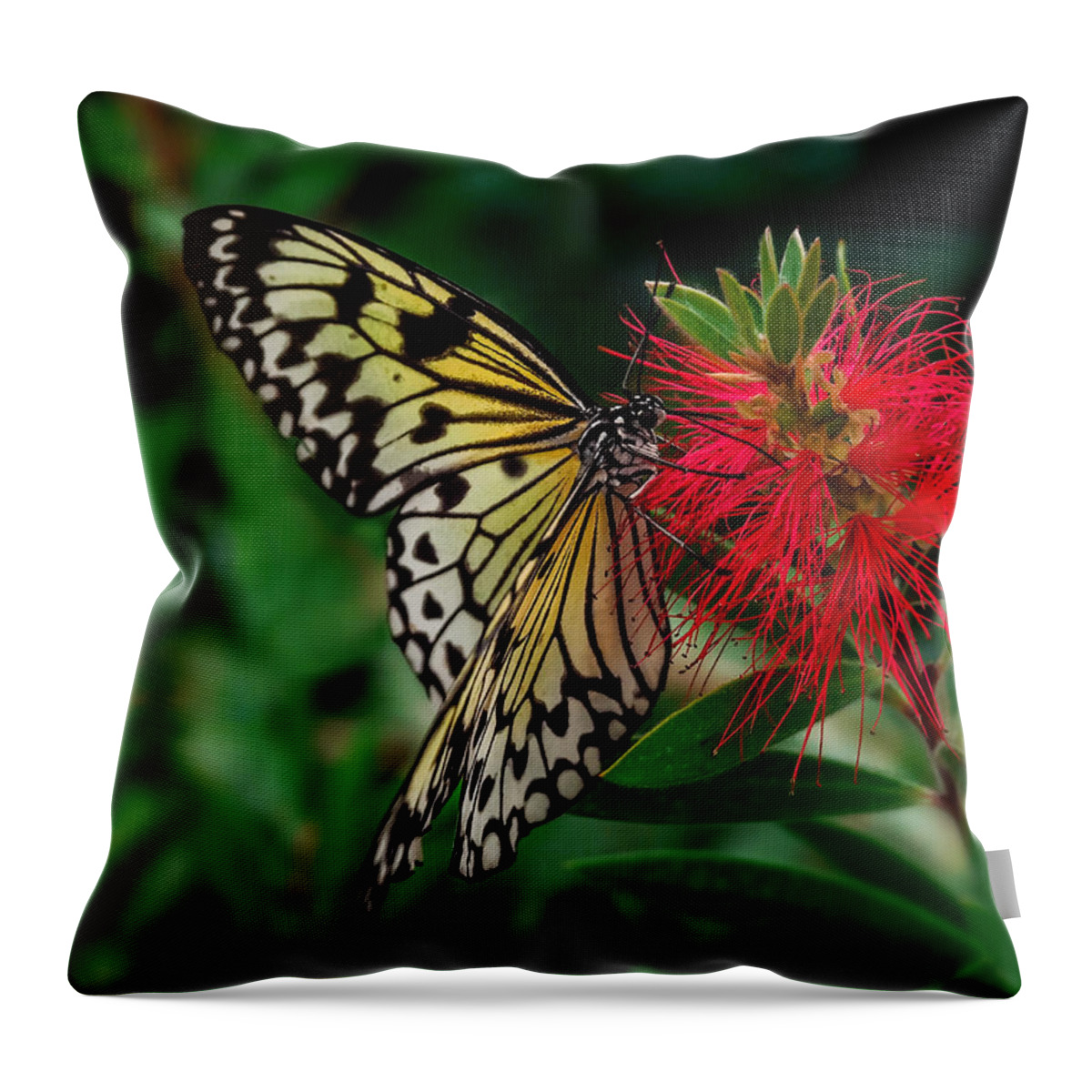 Insects Throw Pillow featuring the photograph Searching for Nectar by Nick Bywater