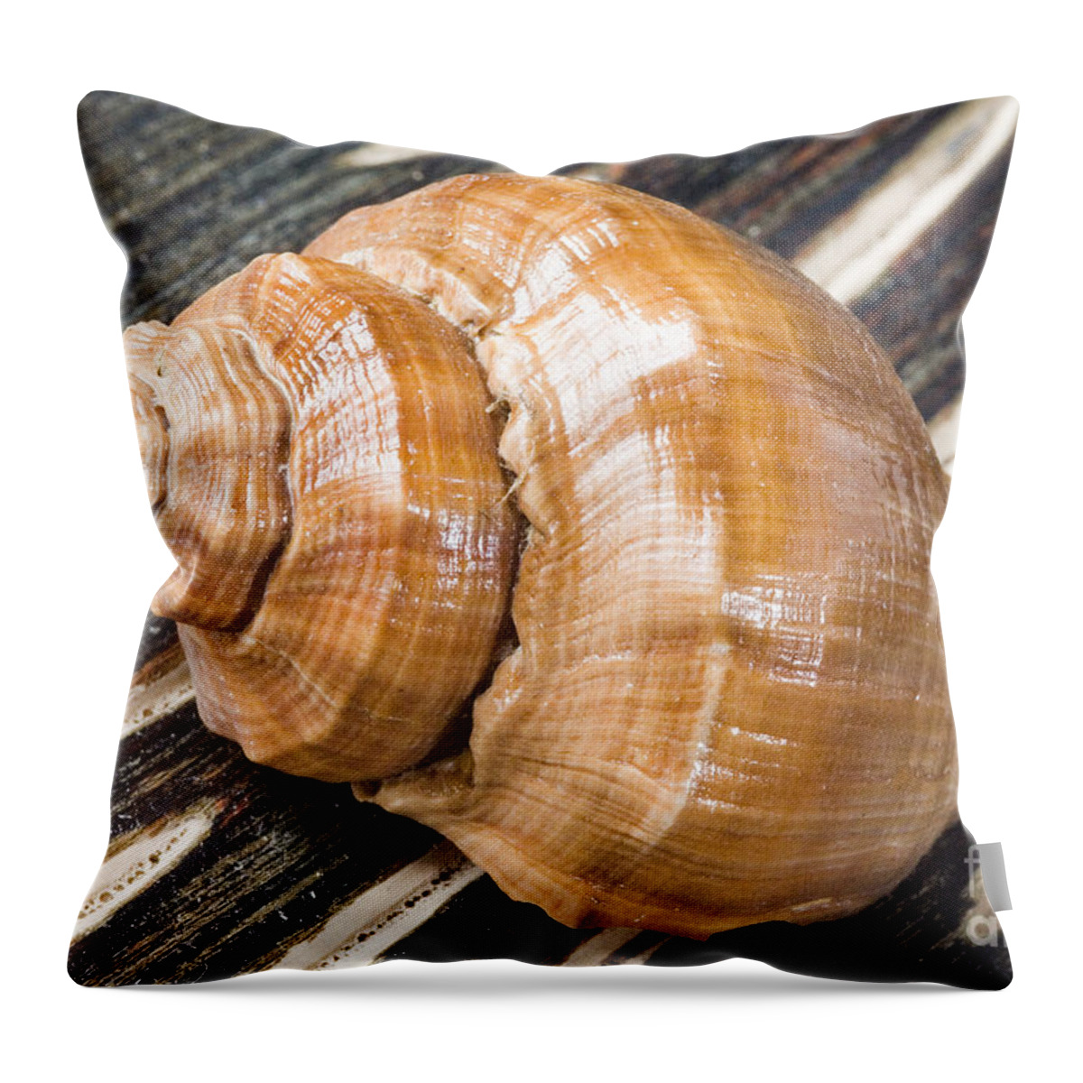 Beach Art Throw Pillow featuring the photograph Seashell by Bill Brennan - Printscapes