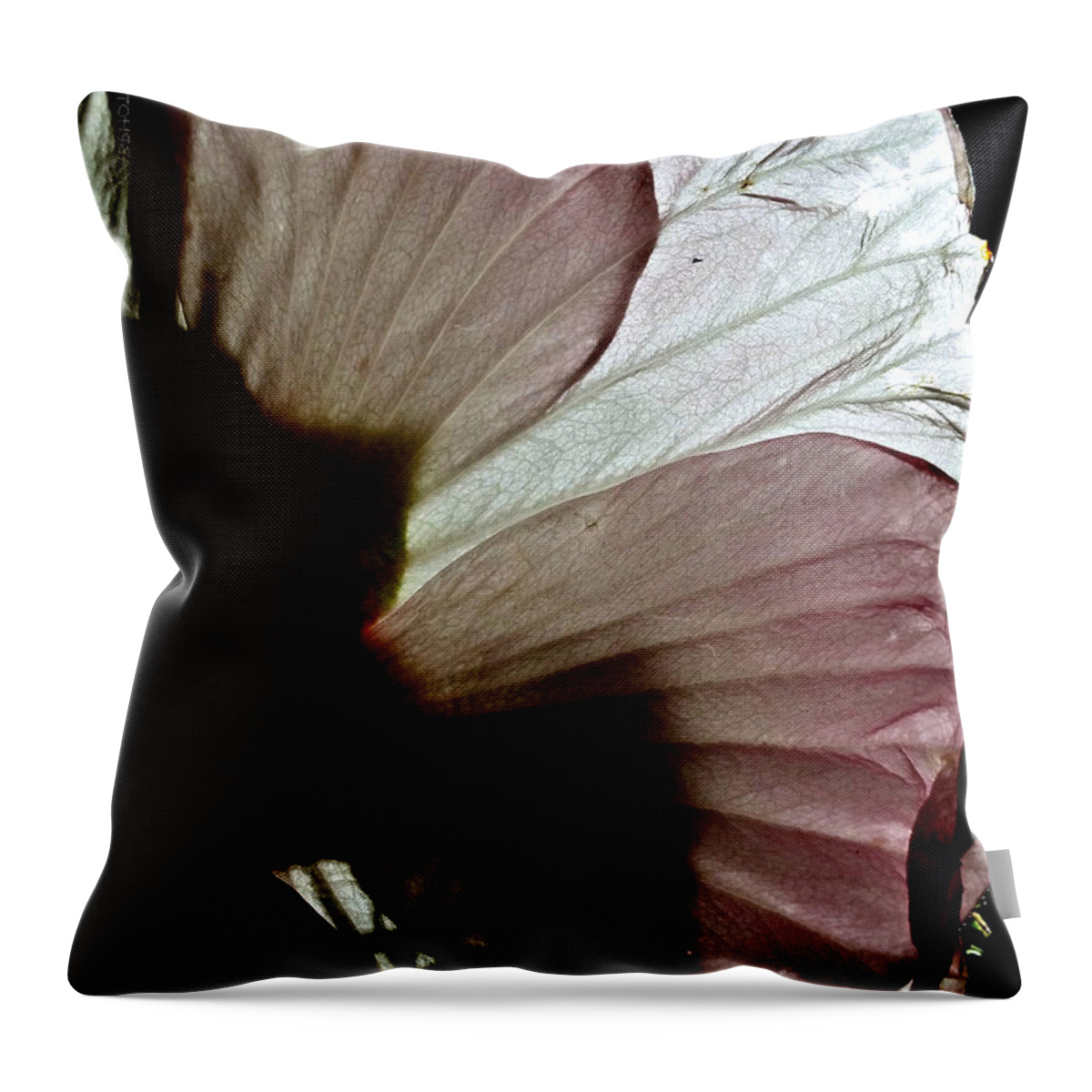 Sunlight Throw Pillow featuring the photograph I Could be Butterfly Wings Hibiscus by Kathy Barney