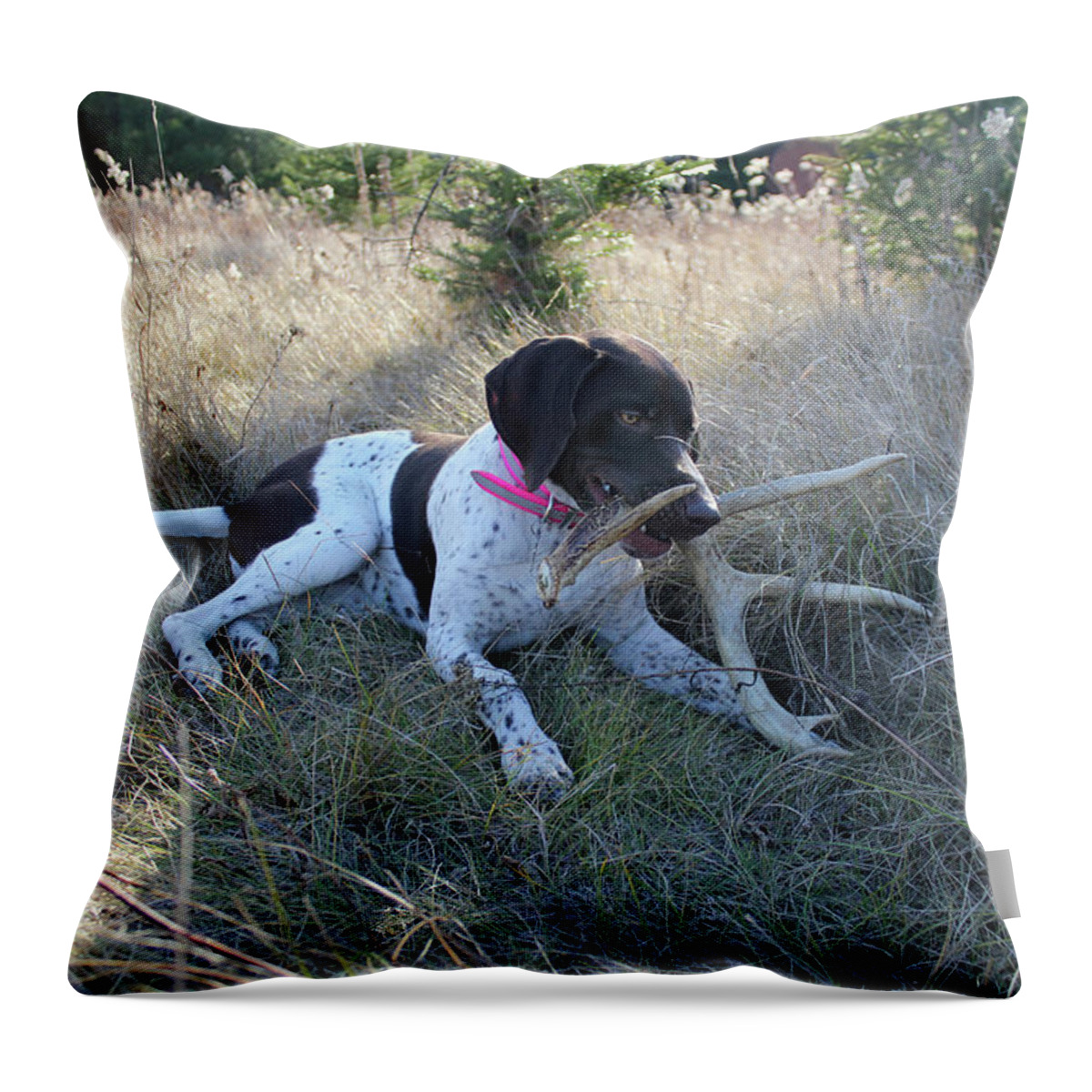 Gsp Throw Pillow featuring the photograph Seeking Shade by Brook Burling
