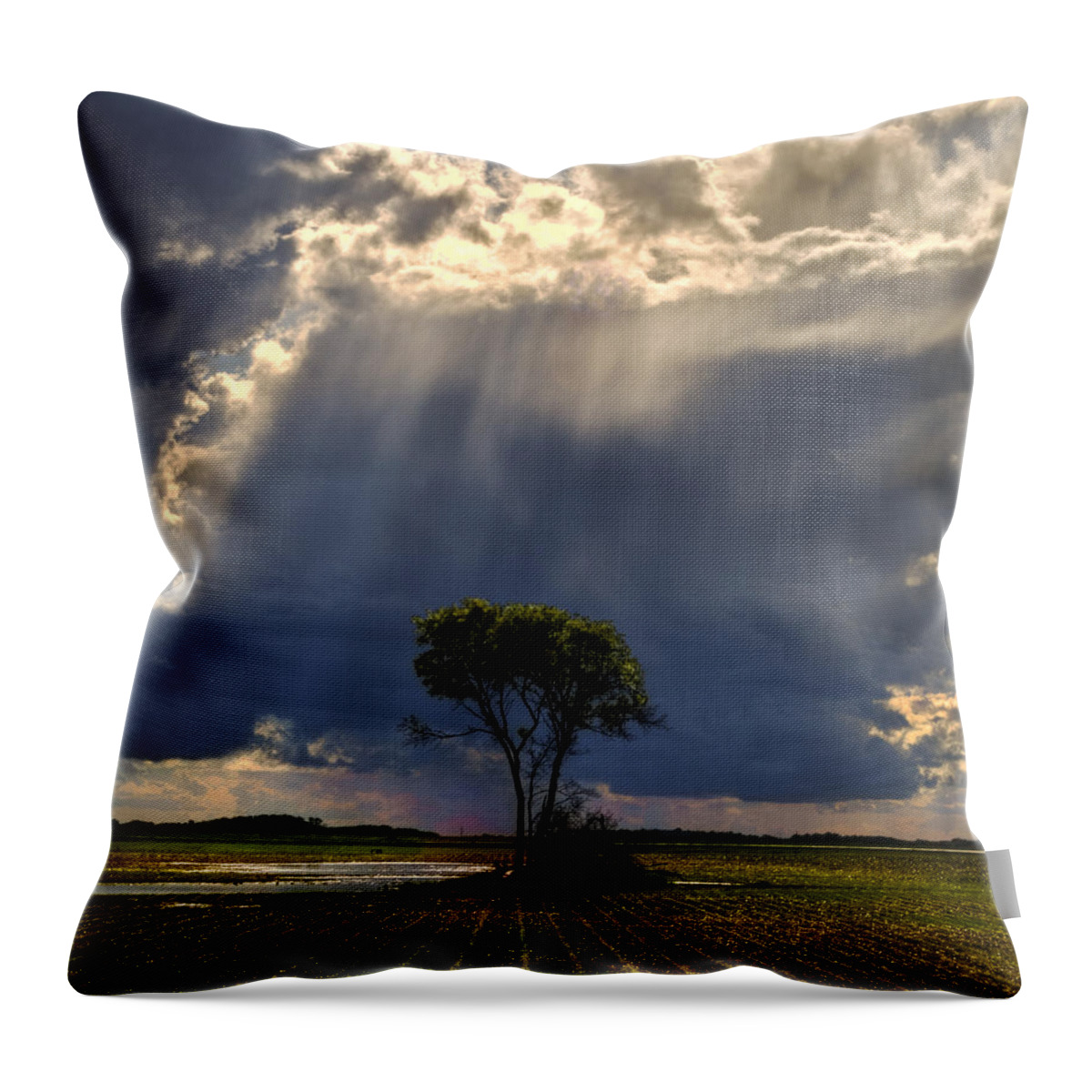 Tree Throw Pillow featuring the photograph Send Me Some Sun by Sandra Parlow