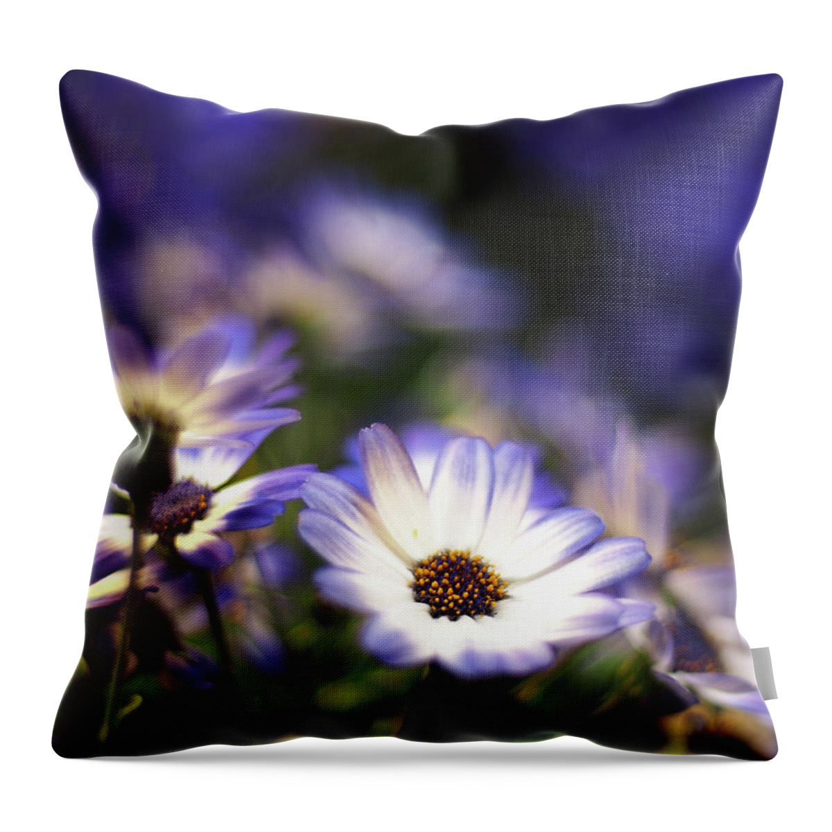 Flowers Throw Pillow featuring the photograph Senetti Dreams by Dorothy Lee