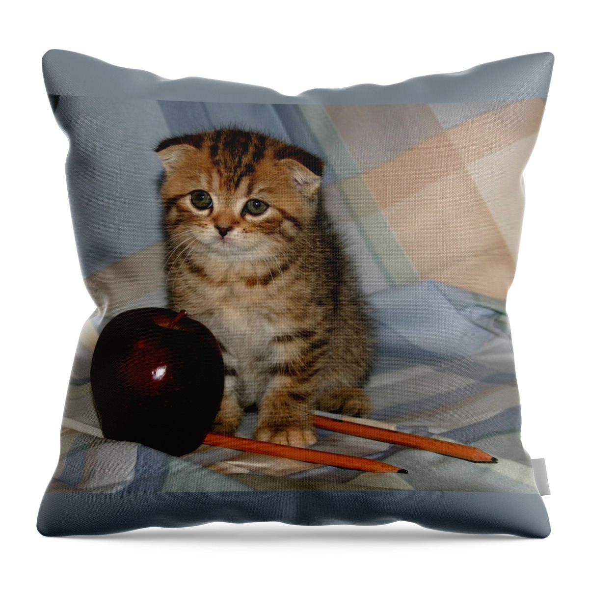 Scottish Fold Throw Pillow featuring the pyrography September 2005 by Robert Morin