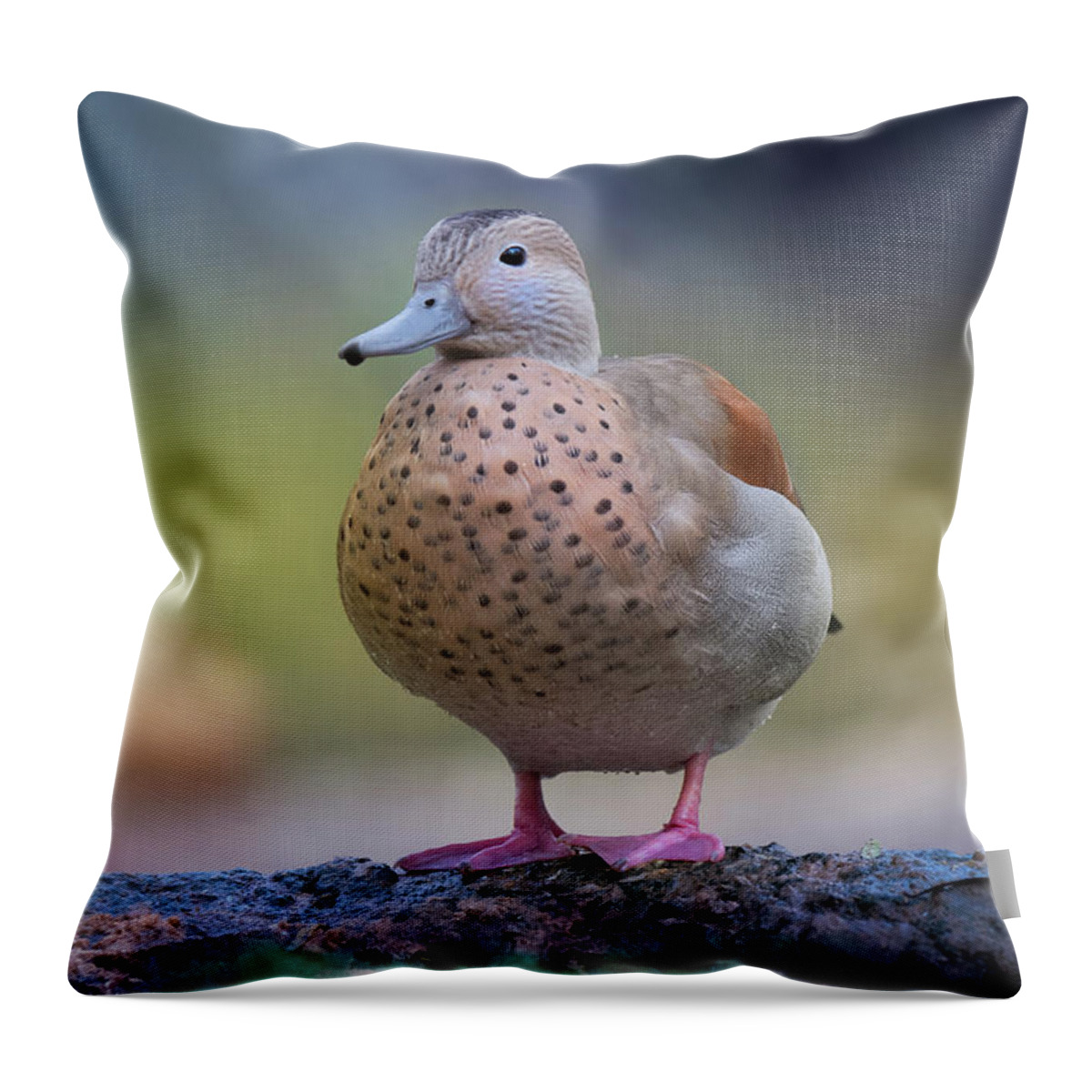 Photograph Throw Pillow featuring the photograph Seriously Cute by Cindy Lark Hartman