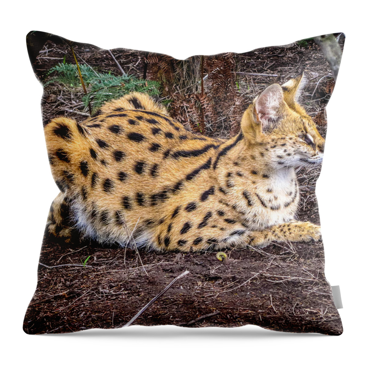 100217 Rep South Africa Expedition Throw Pillow featuring the photograph Serval on the Prowl by Gregory Daley MPSA