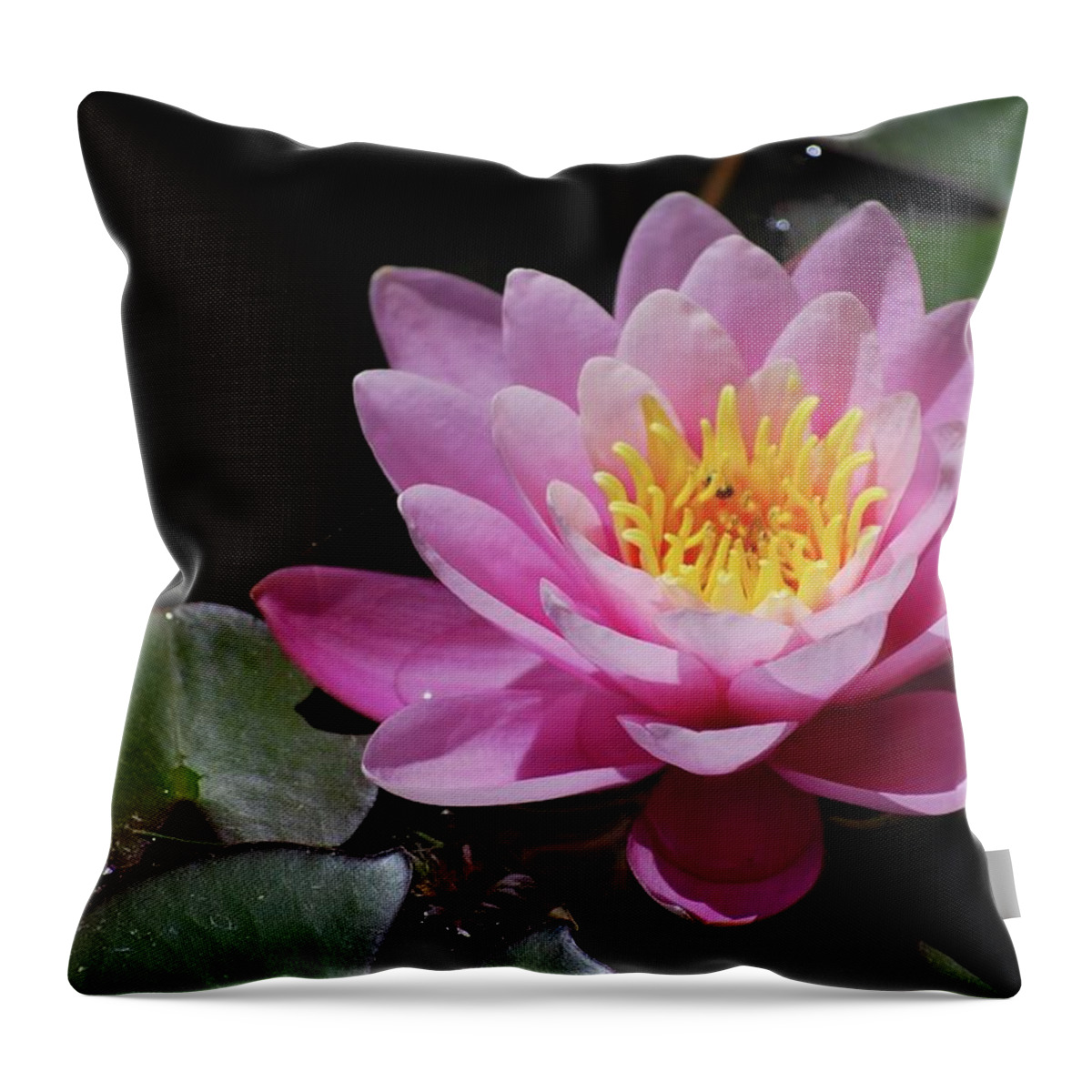 Water Throw Pillow featuring the photograph Shades of Pink by Amee Cave