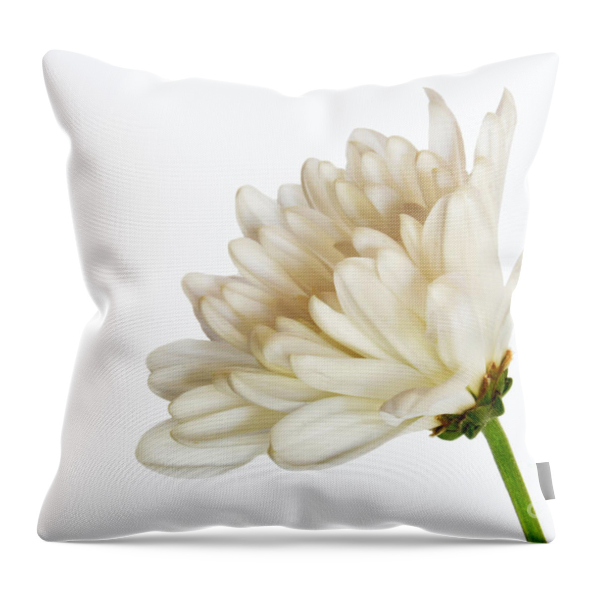Flower Throw Pillow featuring the photograph Shades Of White by Dan Holm