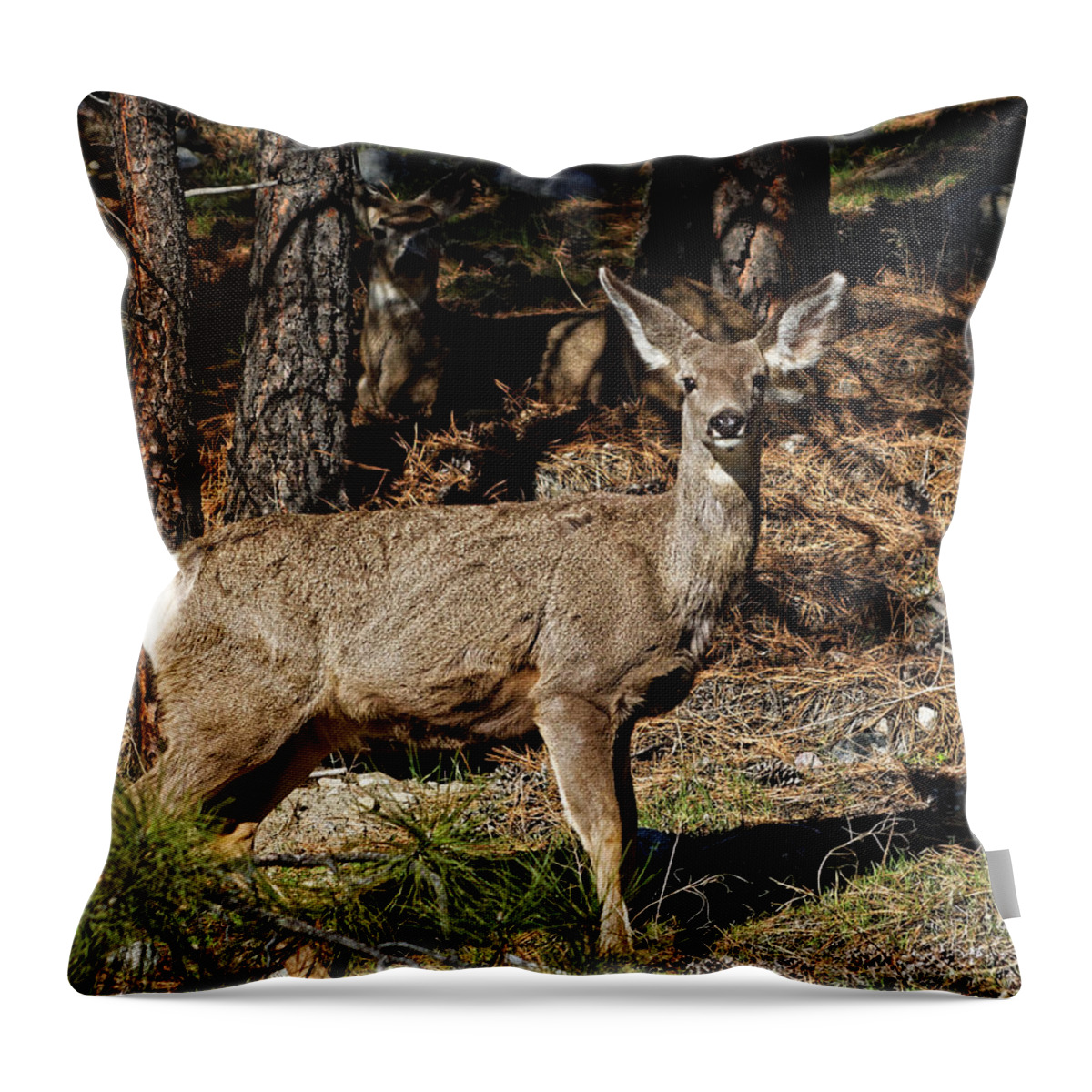 Mule Deer Throw Pillow featuring the photograph Shadow Deer by Rick Ulmer