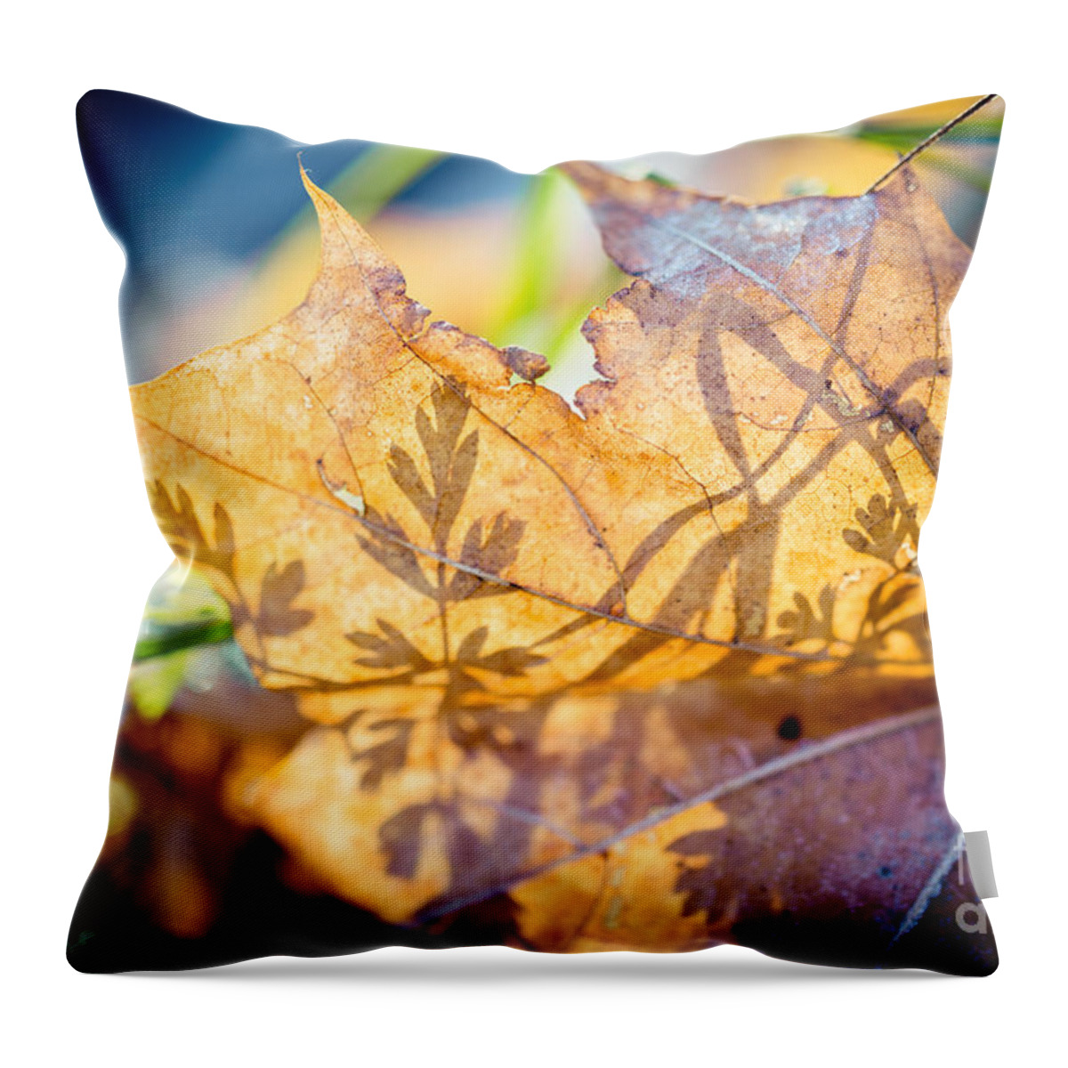 Colors Throw Pillow featuring the photograph Shadow of autumn Artmif.lv by Raimond Klavins