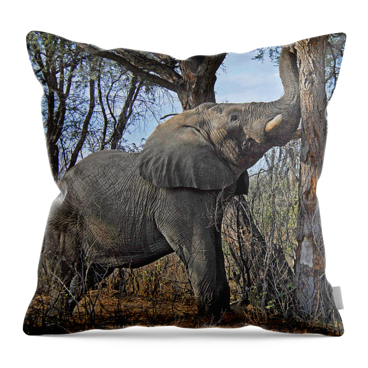 Elephant Throw Pillow featuring the photograph Shake the Trees by Ted Keller