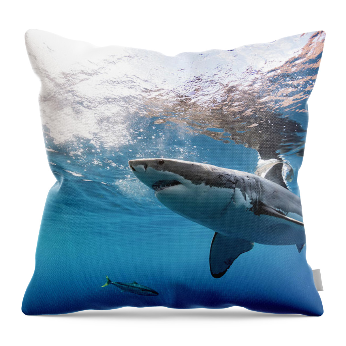 Great White Throw Pillow featuring the photograph Shark Rays by Shane Linke