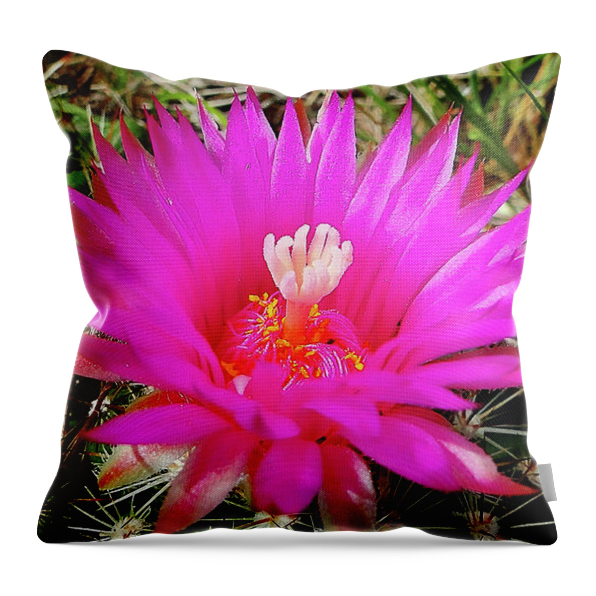 Wildflower Throw Pillow featuring the photograph Pincushion Cactus - coryphantha vivipara by Blair Wainman