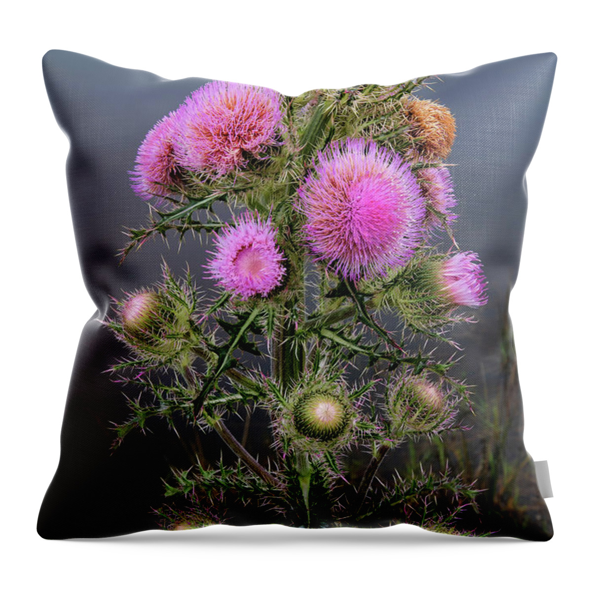 Nature Throw Pillow featuring the photograph Sharp Thistle by Arthur Dodd