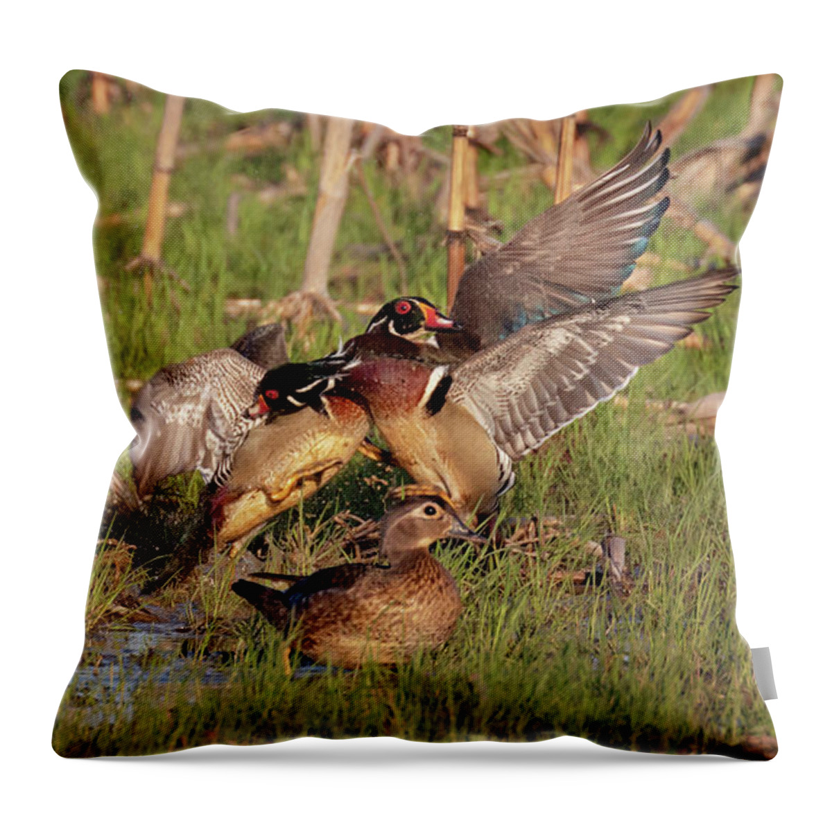 Wood Duck Throw Pillow featuring the photograph She Started It by Susan Rissi Tregoning