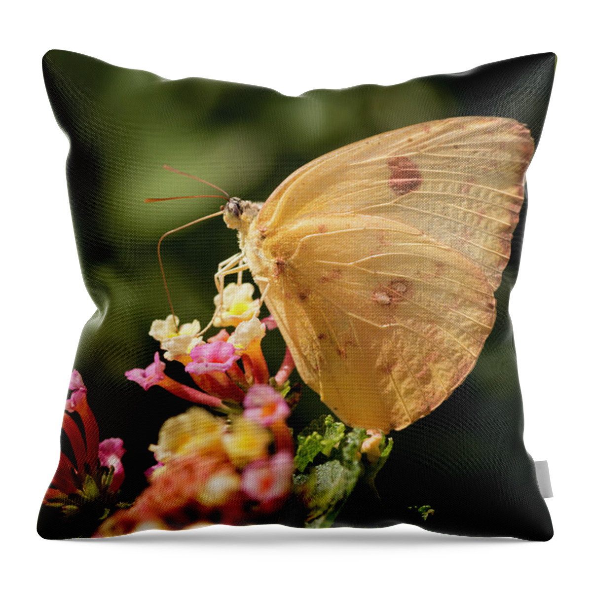 Butterfly Throw Pillow featuring the photograph She Wears Her Heart on Her Wing by Ana V Ramirez