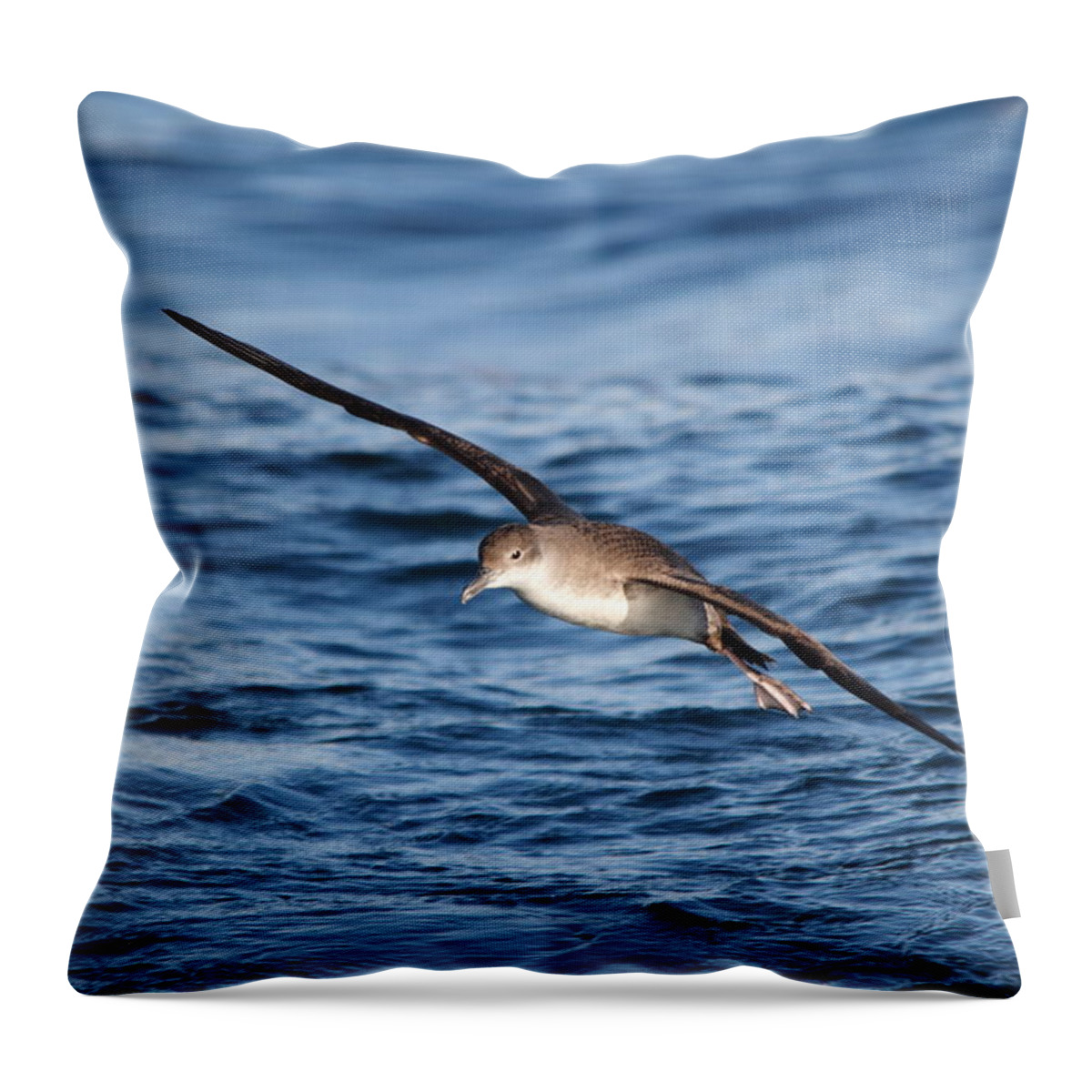 Shearwater Throw Pillow featuring the photograph Shearwater by Richard Patmore