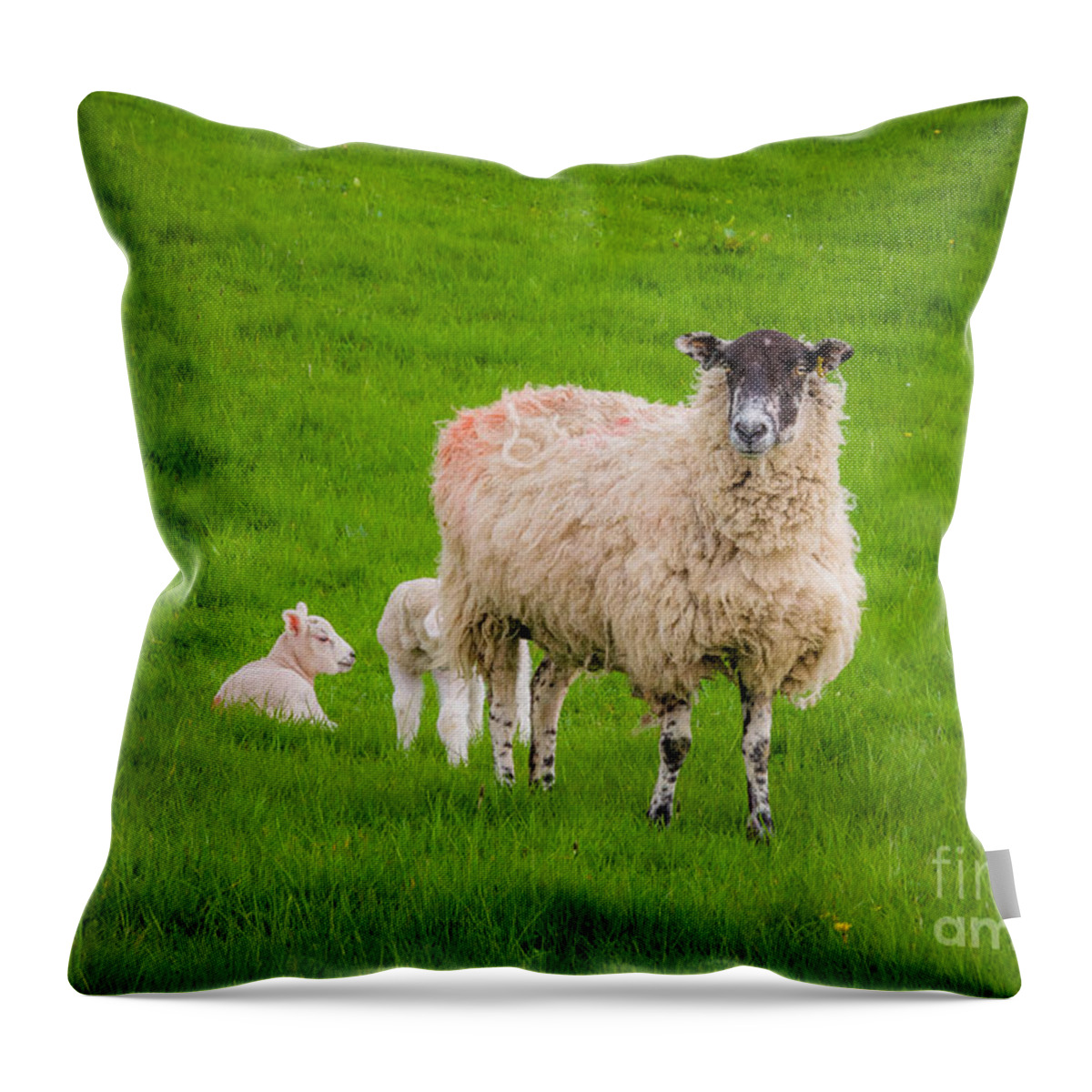 D90 Throw Pillow featuring the photograph Sheep and lambs by Mariusz Talarek