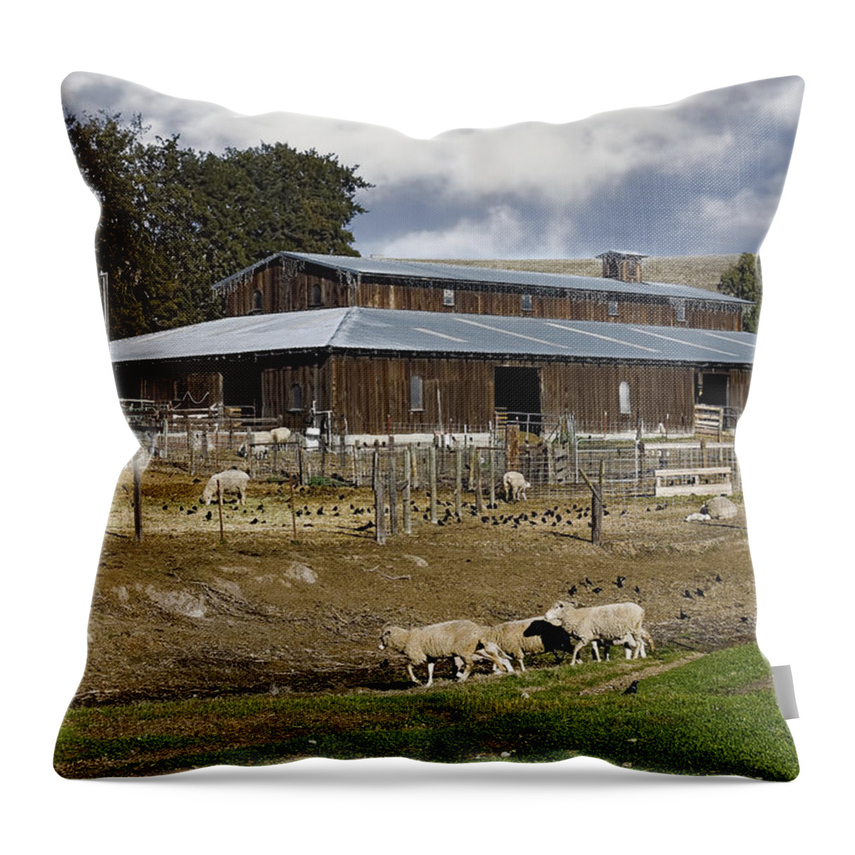 Birds Landing Throw Pillow featuring the photograph Sheep Barn color by Bruce Bottomley
