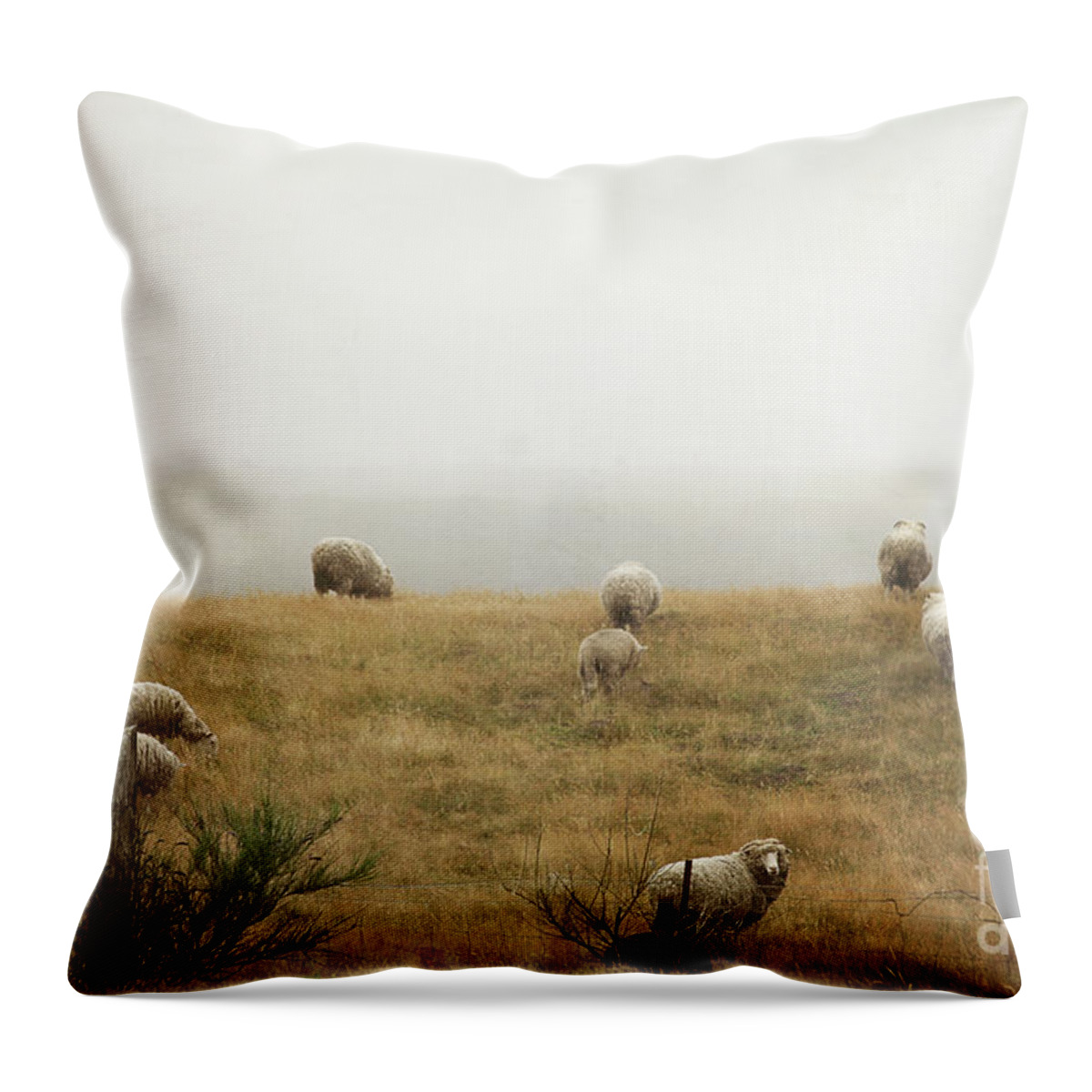 Landscape Throw Pillow featuring the photograph Sheep On A Foggy Morning by Sylvia Cook
