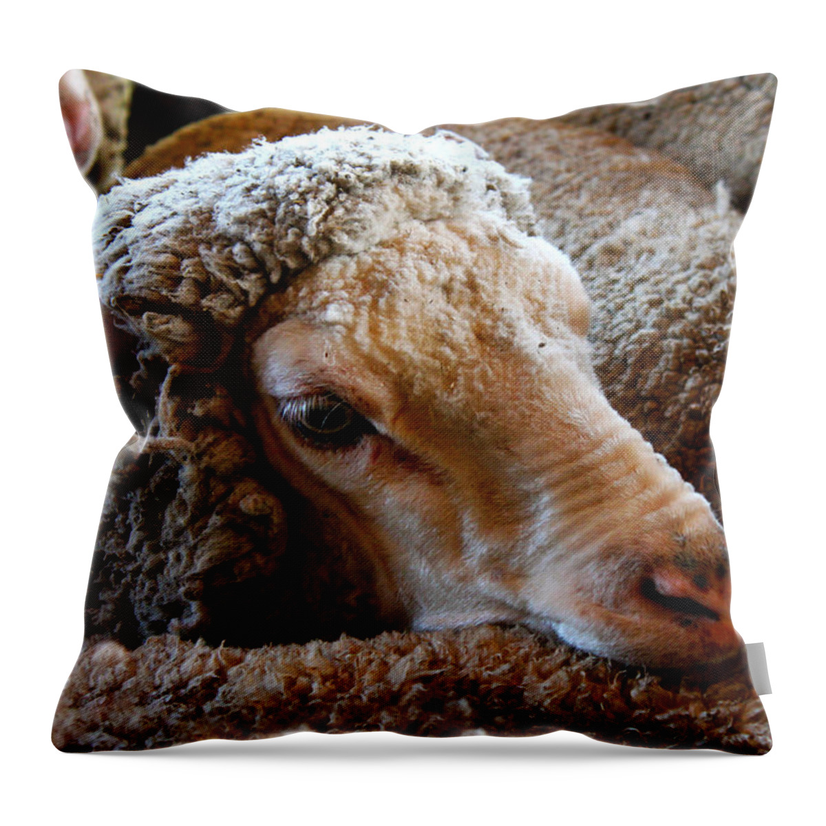 Sheep Throw Pillow featuring the photograph Sheep to be Sheared by Susan Vineyard