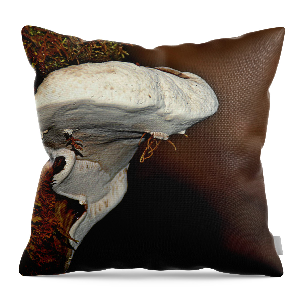 Fungus Throw Pillow featuring the photograph Shelf Fungus on bark - Quinault temperate rain forest - Olympic Peninsula WA by Alexandra Till