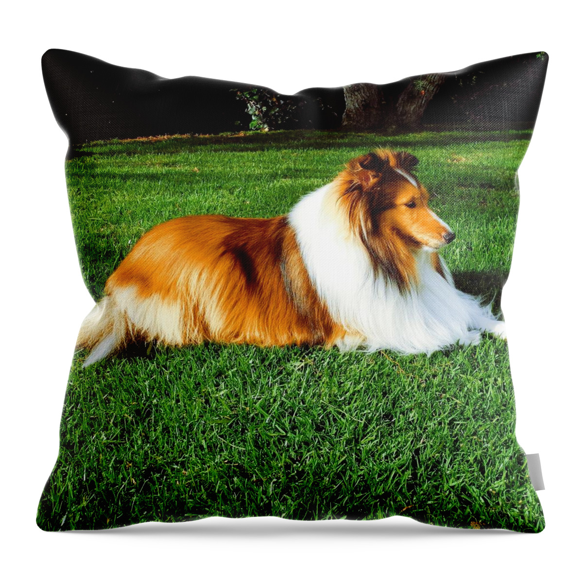 Sheltie Throw Pillow featuring the photograph Sheltie Resting on a Lawn by Robert Ceccon