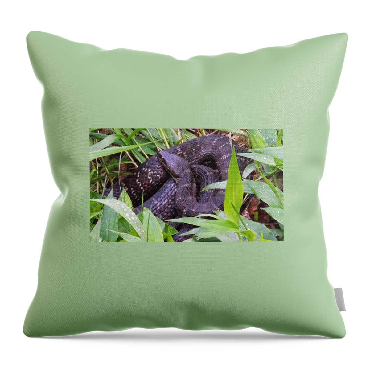 Animals Throw Pillow featuring the photograph Shhhh1 by Charles HALL